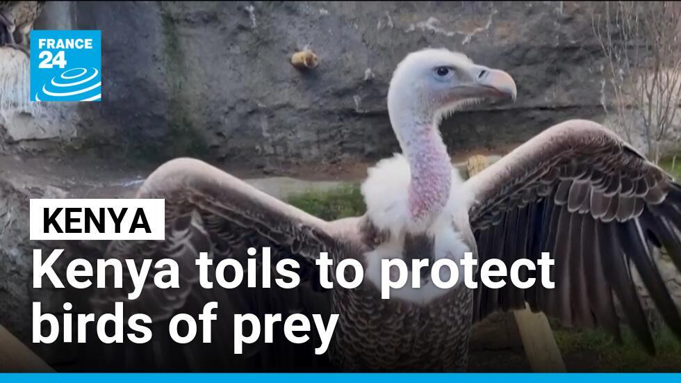 Kenya toils to protect birds of prey, which are increasingly at risk of